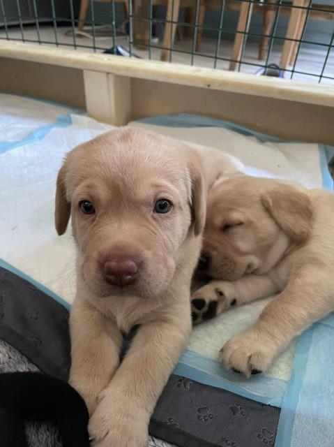 Kc Reg Labrador Puppies