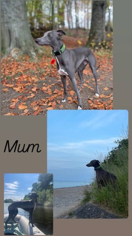 Beautiful blue kc registered whippet