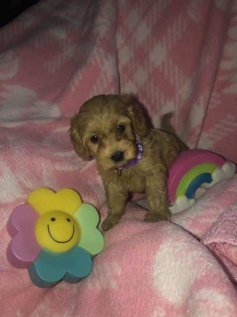 Toy cockapoo puppies ready 5th September 2024