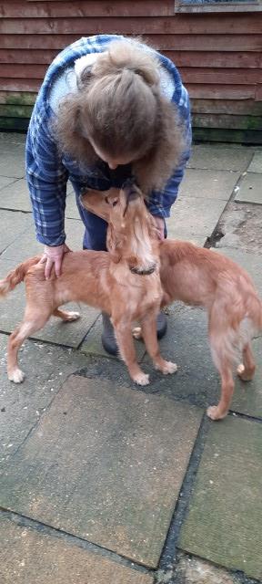 Golden Retriever puppy for sale + 37722