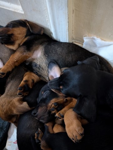 Dachshund puppy for sale + 37669