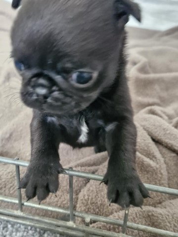 Pug puppies 1 male and 1 female available