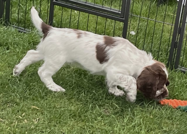 English Springer Spaniel puppy for sale + 37590