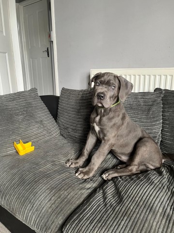 Pedigree cane corso