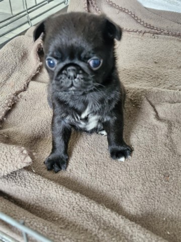 Pug puppy for sale + 37664