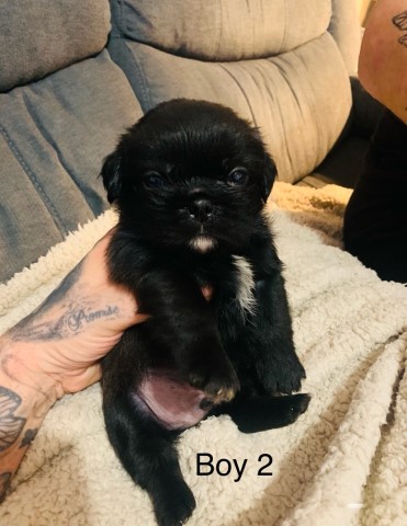 Shih Poo puppy for sale + 37682