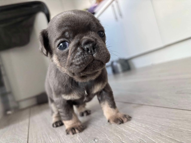 Pug puppy for sale + 37642