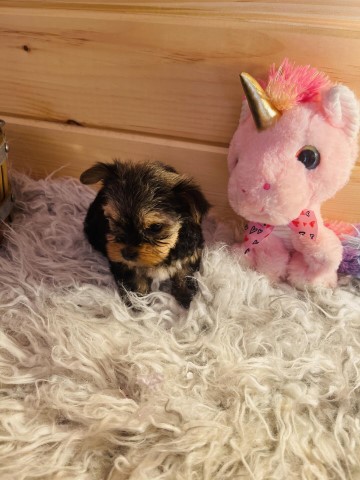 Yorkshire Terrier puppy for sale + 37603