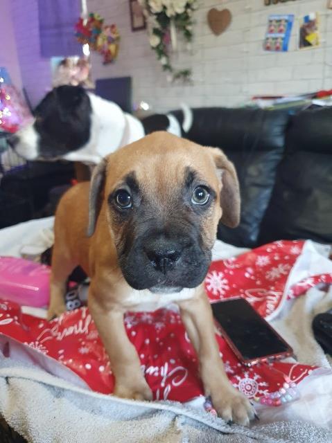 American french mixed puppies