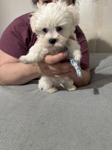 Beautiful Maltese puppy’s