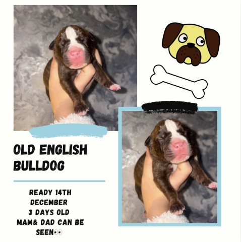 Old English bulldogs ready 14th December