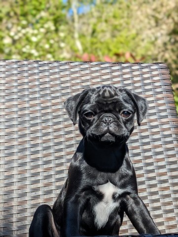 Gorgeous black slim pug girl **READY NOW**