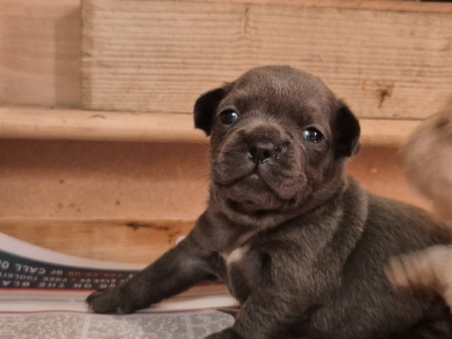 French Bulldog puppy for sale + 37647