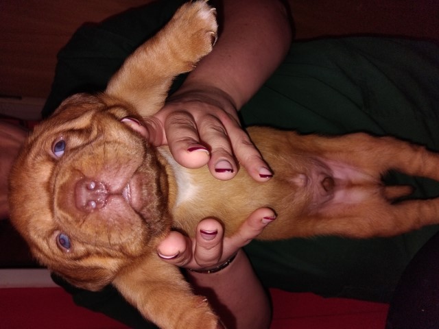 Dogue De Bordeaux puppy for sale + 37688