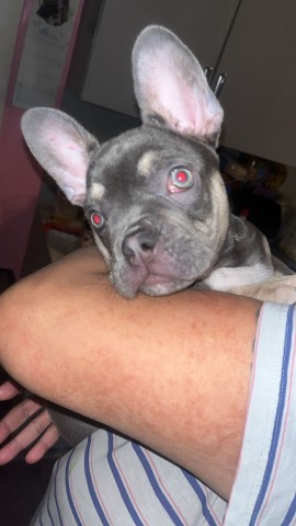 French Bulldog puppy for sale + 37652