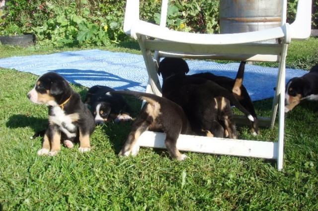 Beautiful Bernese Mountain Puppies