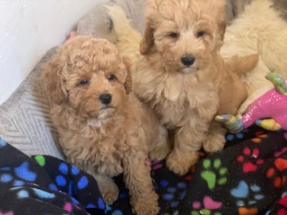 STUNNING F1B CAVAPOO PUPPIES