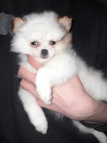 Pomeranian puppy for sale + 37577