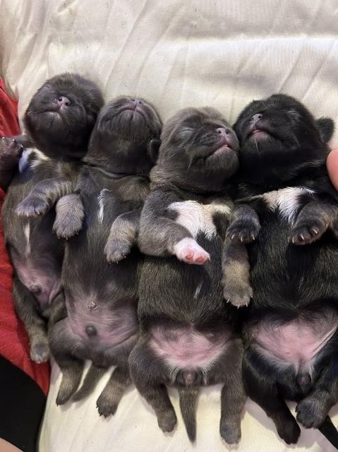 Beautiful Pug Puppies for sale