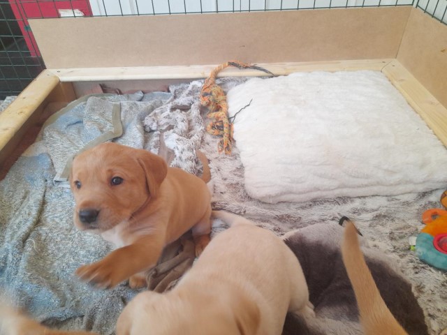 Labrador Retriever puppy for sale + 37608