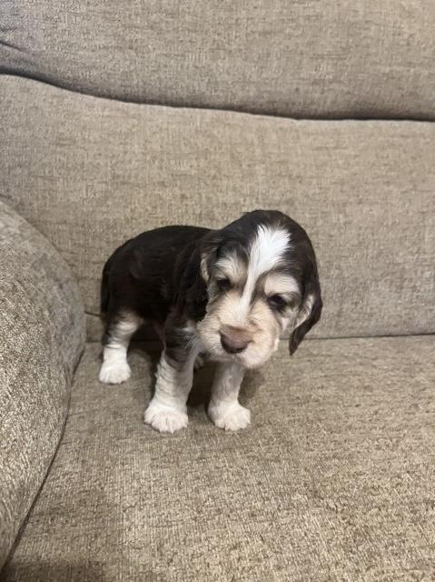 Cocker spaniels