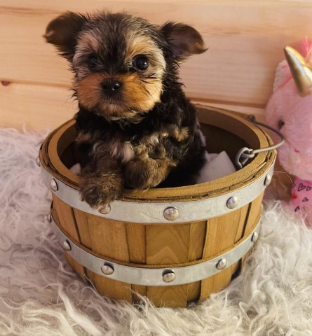 Beautiful Yorkshire Terrier puppies looking 4 forever home