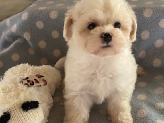 Shih Tzu puppy for sale + 37630