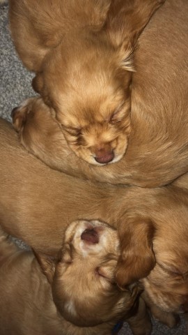 Clumber Spaniel puppy for sale + 37643