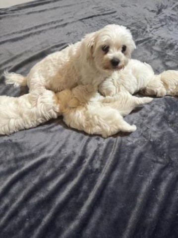 Maltese puppy for sale + 37600