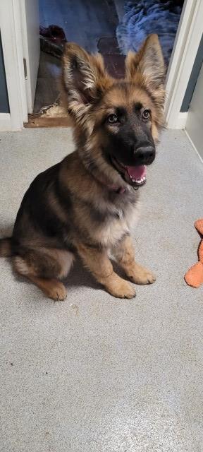 german shephard pup