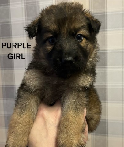 German Shepherd Dog puppy for sale + 37679