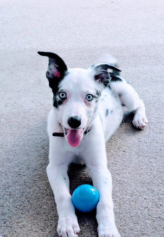 Border Collie X Blue Merle