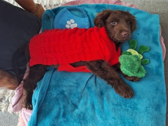 Beautiful 3 month old cocker spaniel boy