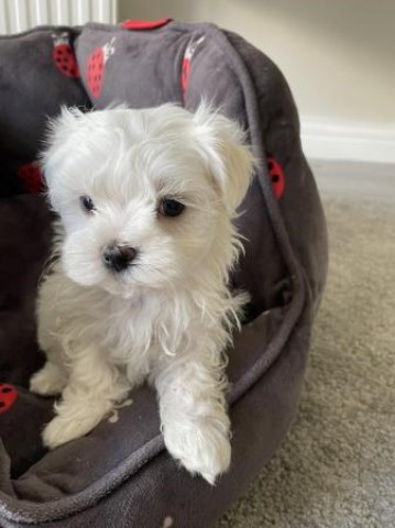 Tiny Quality KC Maltese Puppies