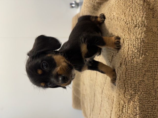 Dachshund puppy for sale + 37701