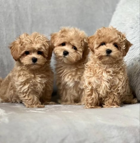 Maltipoo puppy for sale + 37680