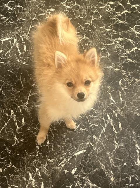 Pomeranian puppy for sale + 37725