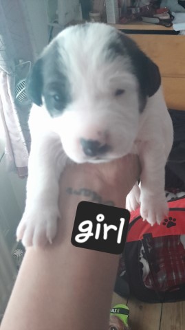 Jack Russell Terrier puppy for sale + 37707