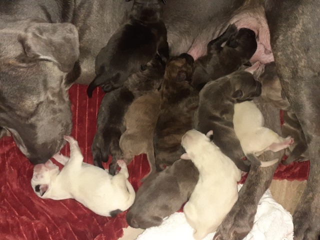 American bulldog x staffy puppies