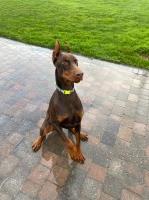 Fully trained doberman pinschers best sale for sale