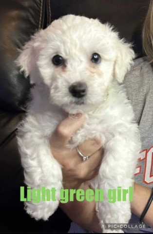 Bichon Frise puppy for sale + 37640