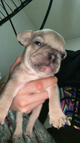 French Bulldog puppy for sale + 37670