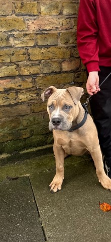 Beautiful Olde English Bulldogge x Johnson Bulldog Male Pup For Sale