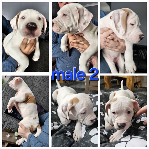 American Bulldog puppy for sale + 37592