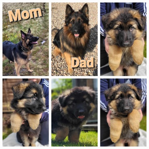 German Shepherd puppies 9 weeks old ready to go