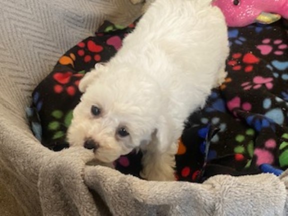 Bichon Frise puppy for sale + 37649