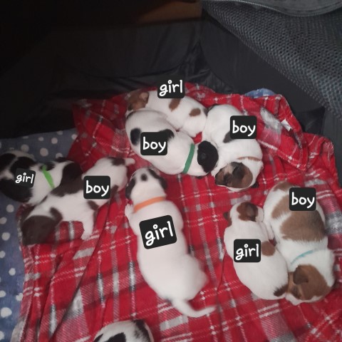 Jack russel puppys