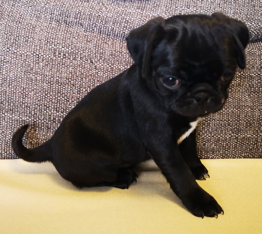 Pug puppy for sale + 37582