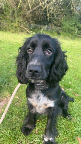 Cocker spaniel male 10 months