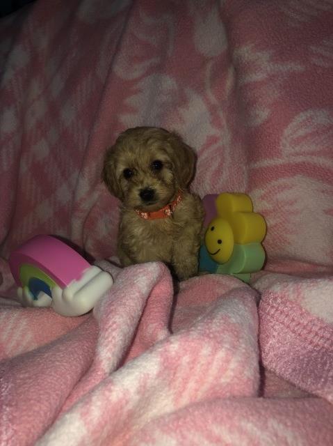 Cockapoo puppy for sale + 37625